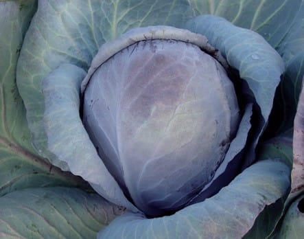 moravoseed-kapusta-czerwona-rufus.jpg