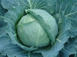 Kapusta głowiasta biała Zeus F1 (1,8-2,0) 2 500z