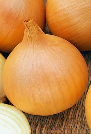 Nasiona cebuli Supra opakowanie 100 000 nasion