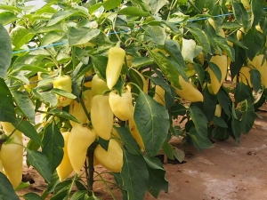 PAPRYKA MONANTA (3,0-3,6) 1 000z.