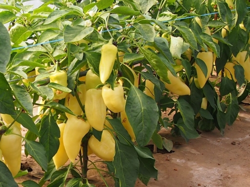 PAPRYKA MONANTA (3,0-3,6) 1 000z.