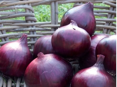 Nasiona profesjonalne Moravoseed - Cebula Magnate 250 000 nasion