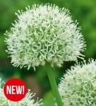 Czosnek ozdobny (Allium) Mount Everest 1szt.