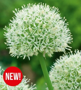 Czosnek ozdobny (Allium) Mount Everest 1szt.