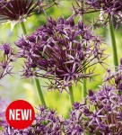 Czosnek ozdobny (Allium) Metallic Shine 1szt.