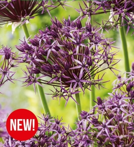 Czosnek ozdobny (Allium) Metallic Shine 1szt.