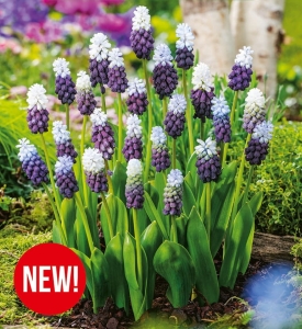 Szafirek (Muscari) Grape Ice 5szt.