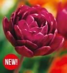 TULIPAN Alison Bradley 5szt.