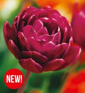 TULIPAN Alison Bradley 5szt.