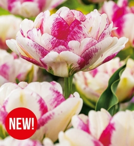 TULIPAN Double Shake 4szt.