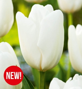 TULIPAN Hakuun 5szt.