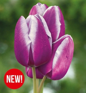 TULIPAN Purple Elegance 5szt.
