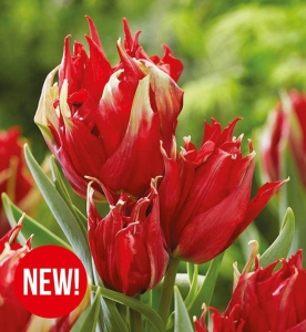 TULIPAN Red Spider 5szt.