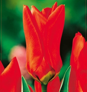 TULIPAN Red Emperor 5szt.