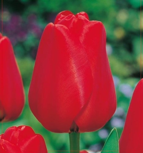 Tulipan Darwina Apeldoorn - cebulki kwiatowe 5szt.