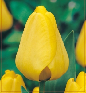 TULIPAN Golden Apeldoorn 5szt.
