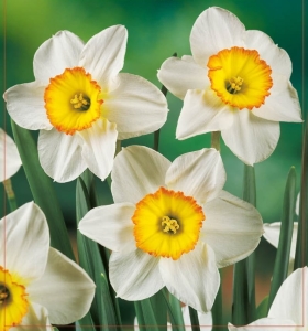 Narcyz Flower Record 4szt.