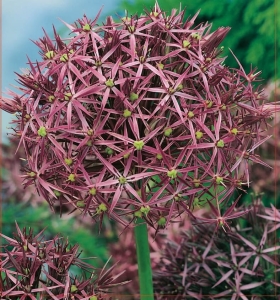 Czosnek ozdobny (Allium) Christophii 2szt.