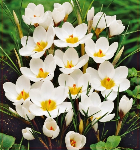 KROKUS Ard Schenk
