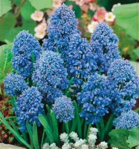 Szafirek (Muscari) Blue Spike 10szt.