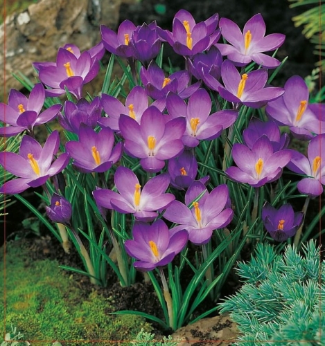 KROKUS Ruby Giant
