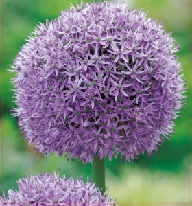 Czosnek ozdobny (Allium) Gladiator 1szt.