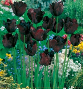 TULIPAN Black Parrot 5szt.