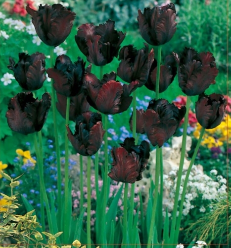 TULIPAN Black Parrot CEBULKI tulipanów