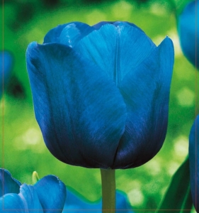 TULIPAN Bleu Aimable 5szt.