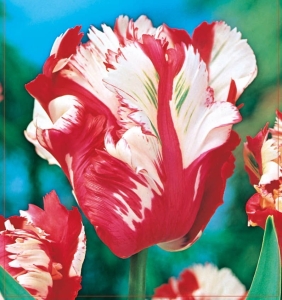 TULIPAN Estella Rijnveld 5 szt.