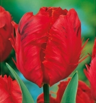 TULIPAN Red Parrot 5szt.