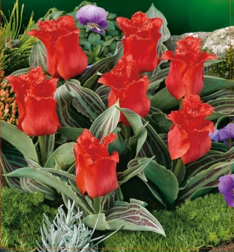 Cebulki kwiatowe - Tulipan botaniczny Red Riding Hood 5szt.