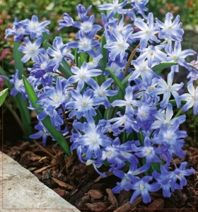 ŚNIEŻNIK (Chionodoxa) Luciliae 10szt.