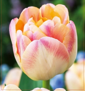 TULIPAN Creme Upstar 5szt.