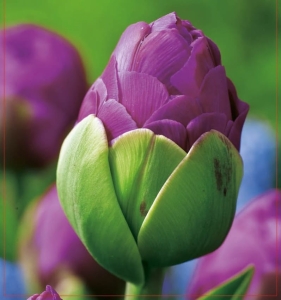 TULIPAN Exquisit 5szt.