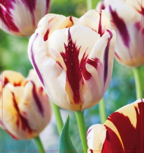 TULIPAN Grand Perfection 5szt.