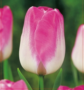 TULIPAN Innuendo 5szt.