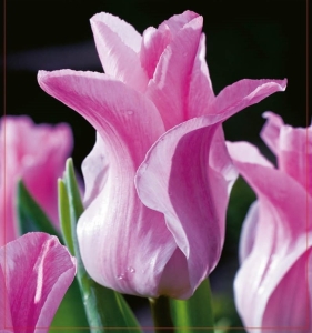 TULIPAN Miss Elegance 5szt.