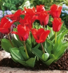 TULIPAN Showwinner 5szt.
