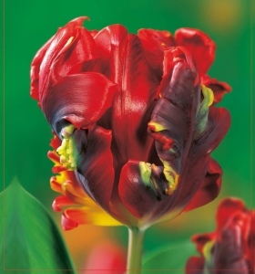 TULIPAN Rococo 5szt.