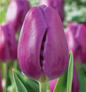 TULIPAN Purple Flag 5szt.