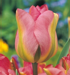 TULIPAN Groenland 5szt.
