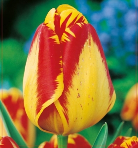 TULIPAN Banja Luka 5szt.