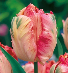 TULIPAN Apricot Parrot 5szt.