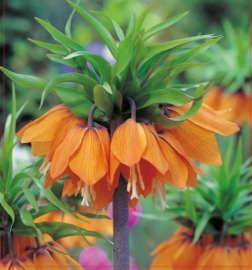 Szachownica (Fritillaria) Aurora 1szt.