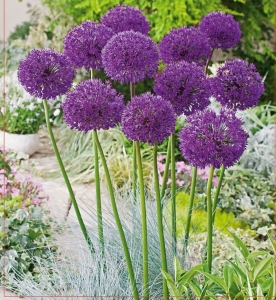 Czosnek ozdobny (Allium) Purple Sensation 5szt.