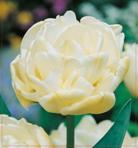 TULIPAN Casablanca 5szt.