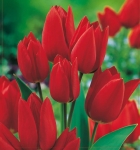 TULIPAN Fiery Club 5szt.