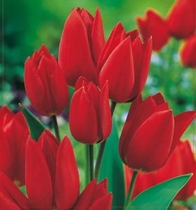 TULIPAN Fiery Club 5szt.
