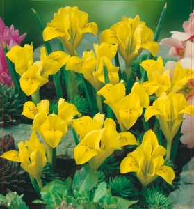 IRYS BOTANICZNY Danfordiae 10szt.